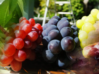 農産物｜農産物通販なら厳選特産品専門店-匠本舗-01-05-2026_12_40_AM